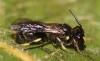 Hylaeus pectoralis
